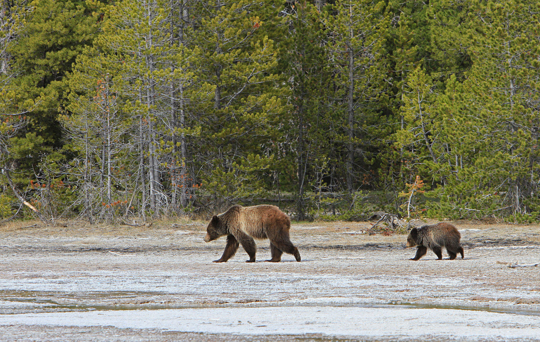 Grizzly Sow and Yearling Near Daisy Geyser